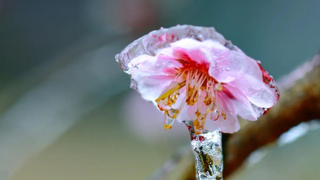 《荣耀》梅花山雪作闲伴全攻略（冰雪世界中的惊喜与挑战）