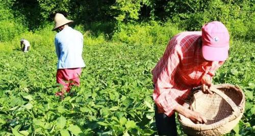 《荒野大镖客2草药采摘指南》（荒野世界中30种草药的位置与采摘方法一览）