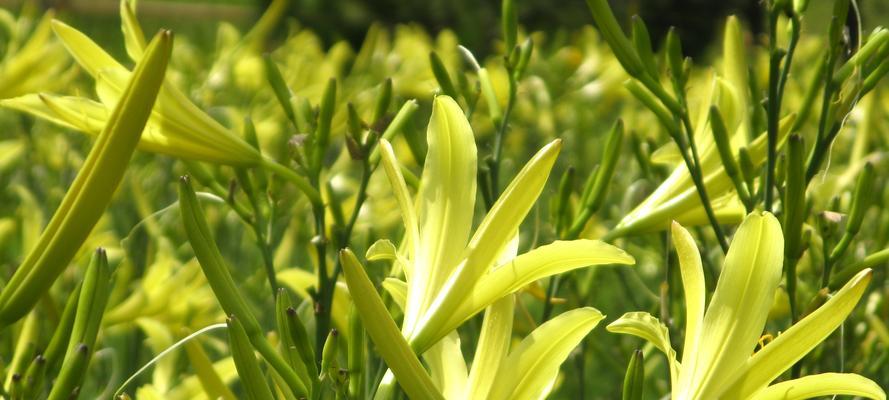 《活下去种植玩法攻略》（如何在游戏中巧妙利用种植来生存）